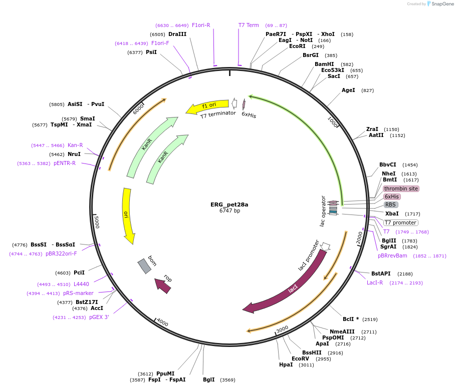 131642-plasmid-map-sequence-id-258593