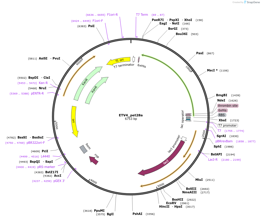 131645-plasmid-map-sequence-id-258596