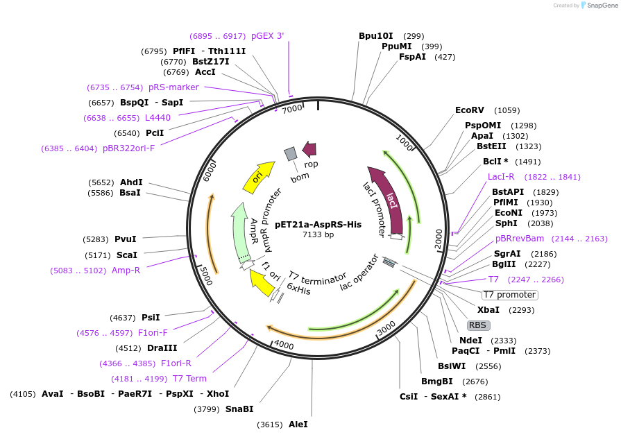 124106-plasmid-map-sequence-id-258599