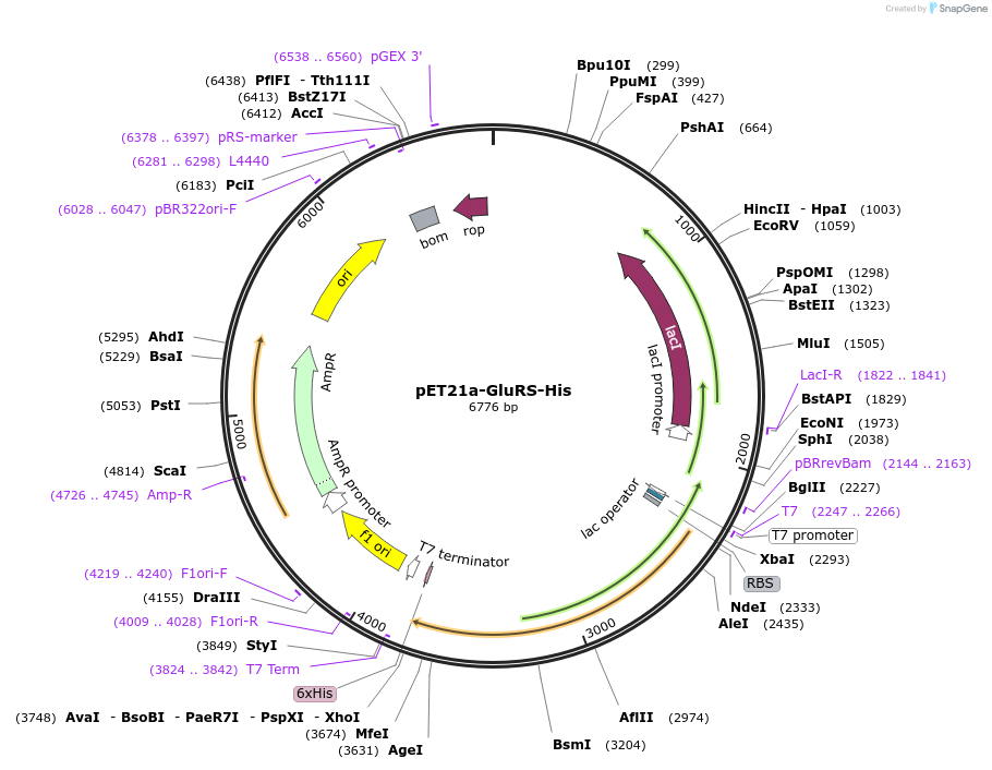 124109-plasmid-map-sequence-id-258600