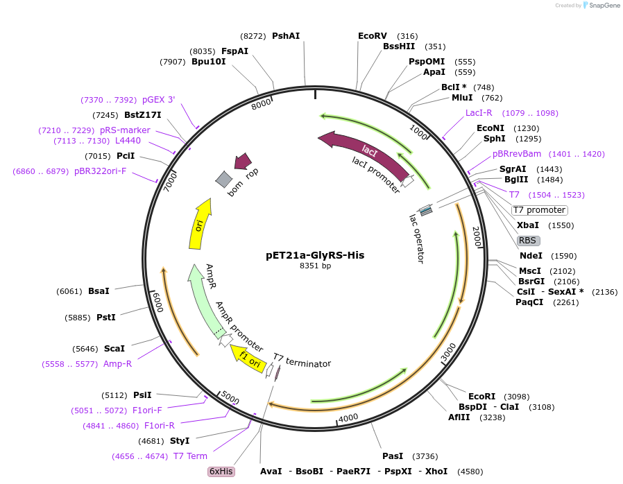 124110-plasmid-map-sequence-id-258617