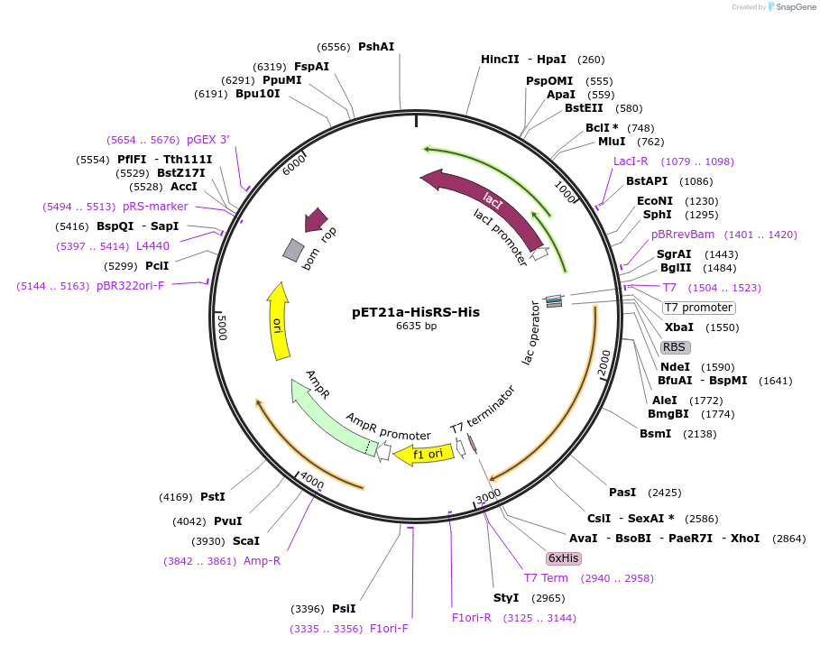 124111-plasmid-map-sequence-id-258619