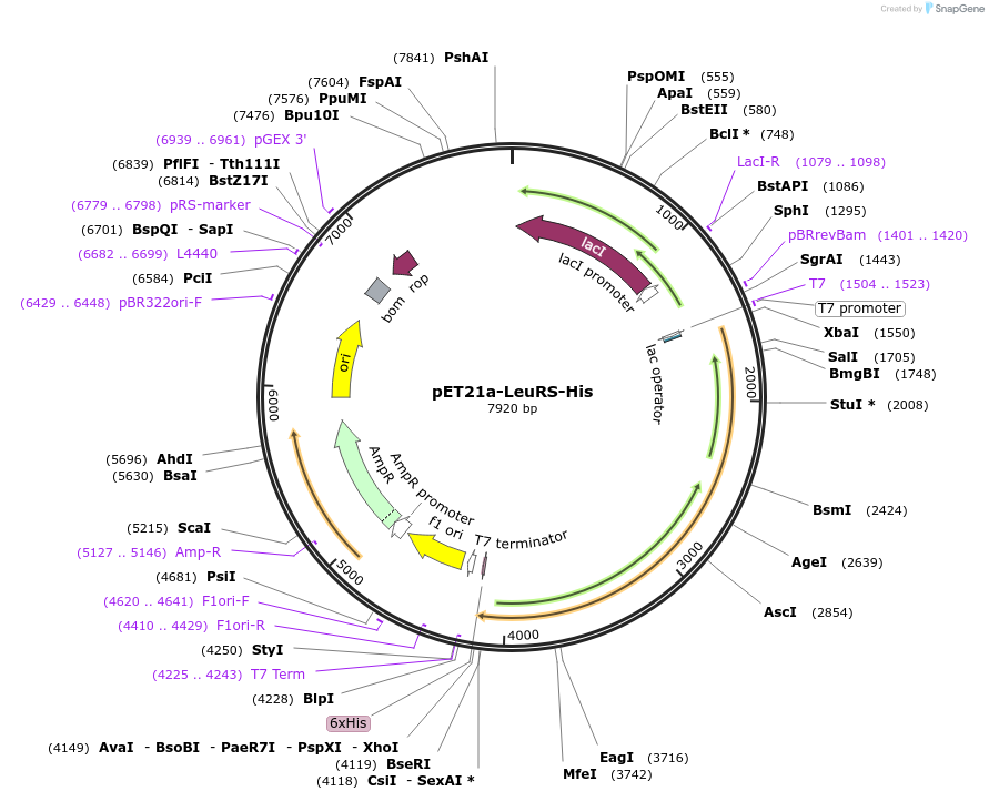 124113-plasmid-map-sequence-id-258624