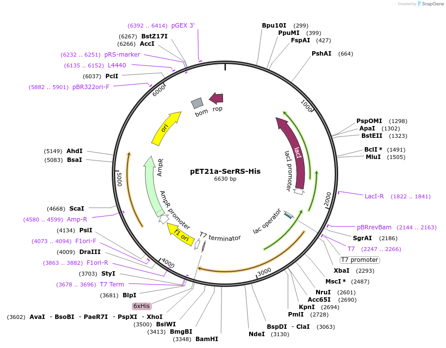 124118-plasmid-map-sequence-id-258635