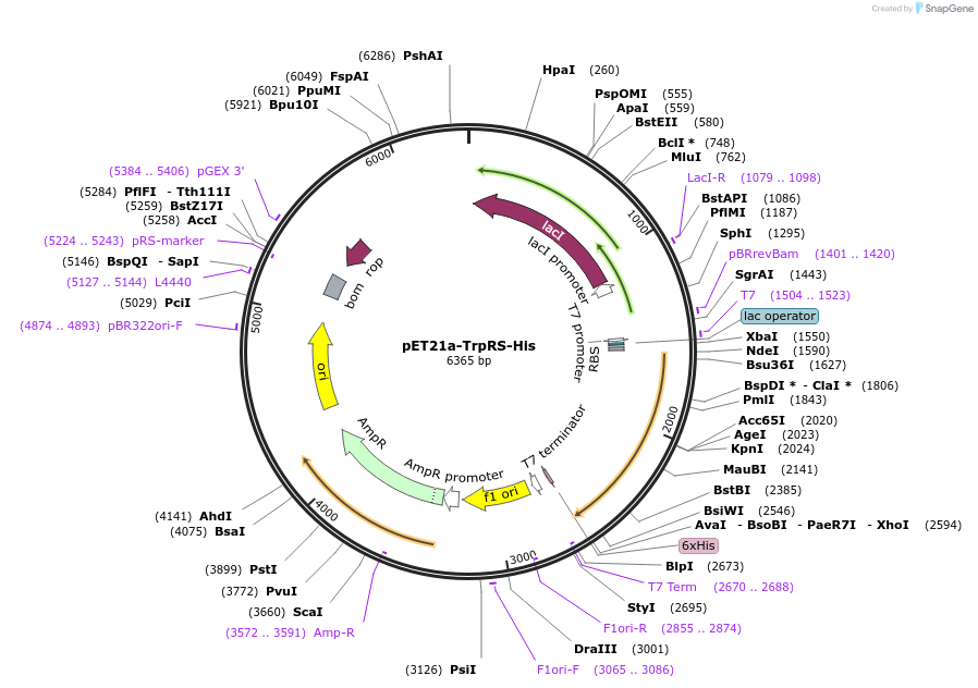 124120-plasmid-map-sequence-id-258637