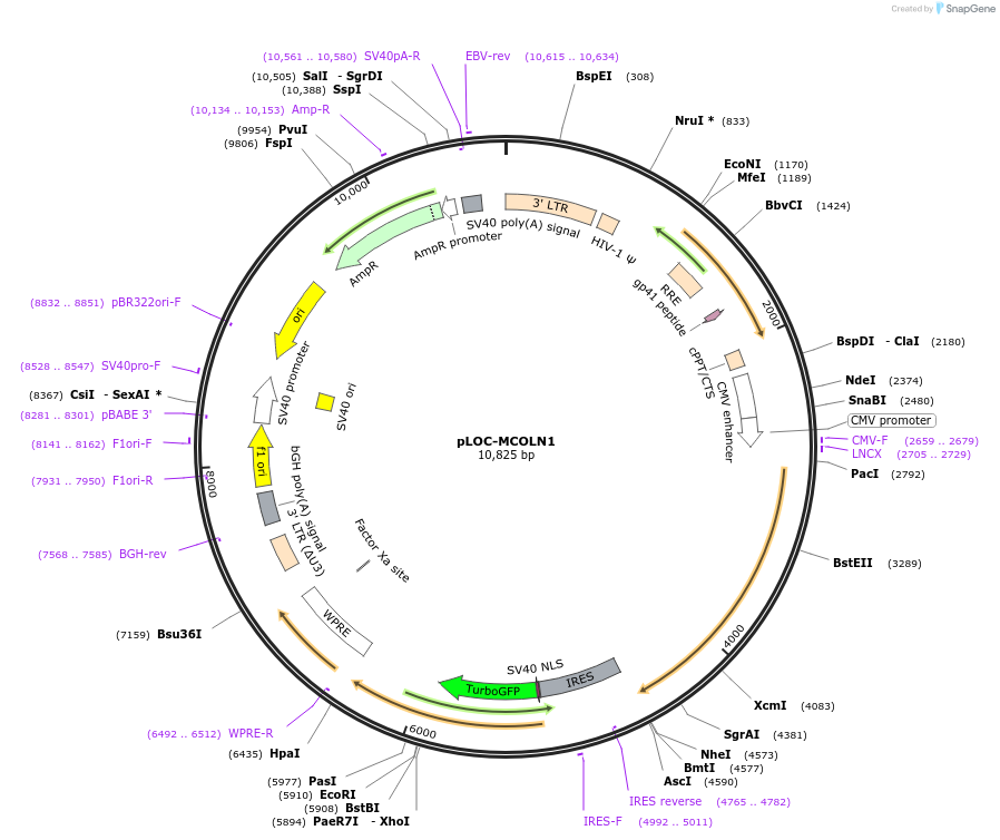 131583-plasmid-map-sequence-id-258663