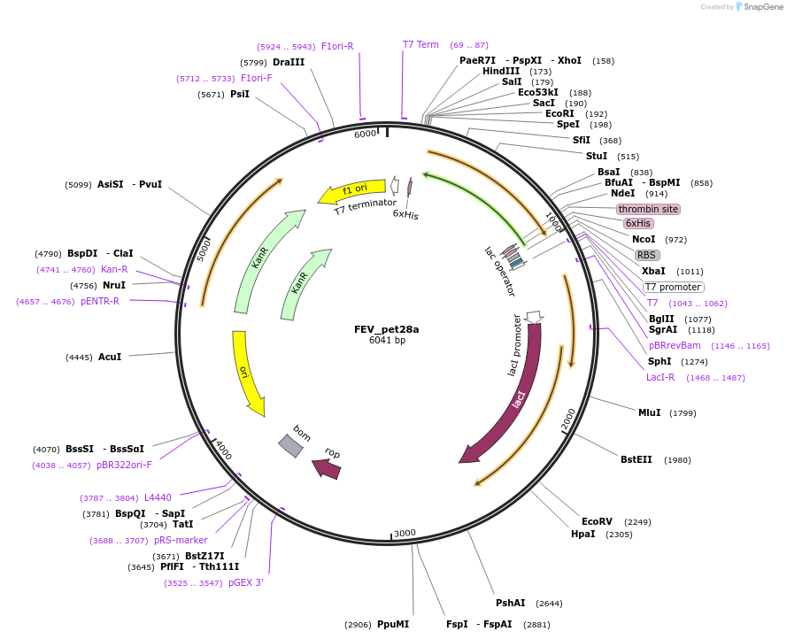 131668-plasmid-map-sequence-id-258664