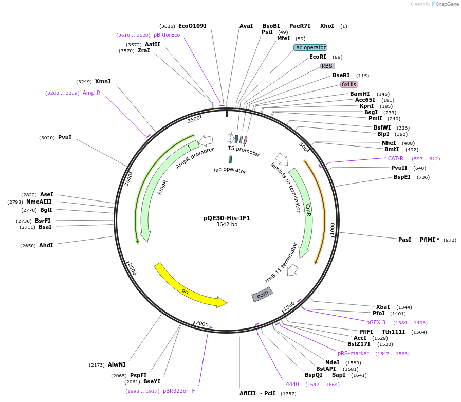 124123-plasmid-map-sequence-id-258679