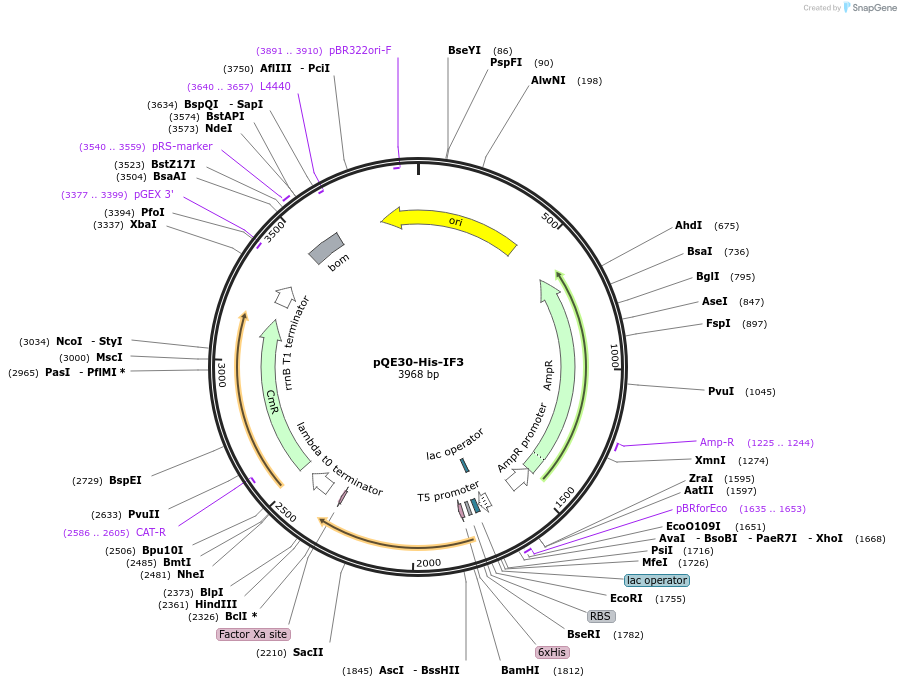 124125-plasmid-map-sequence-id-258682