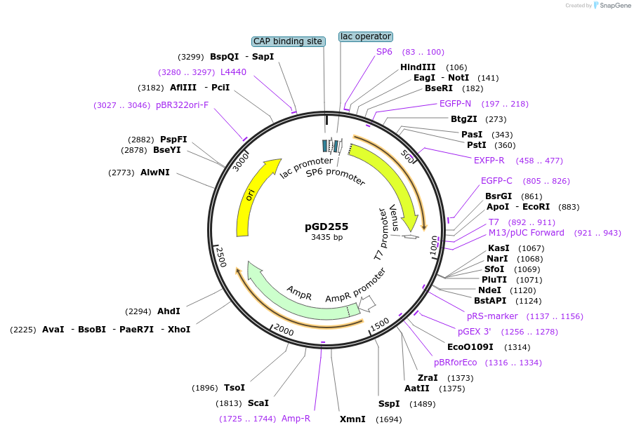 132376-plasmid-map-sequence-id-258685