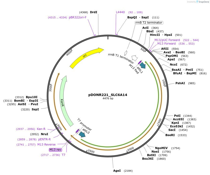 131865-plasmid-map-sequence-id-258687