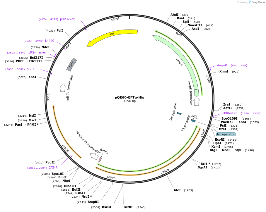 124127-plasmid-map-sequence-id-258688