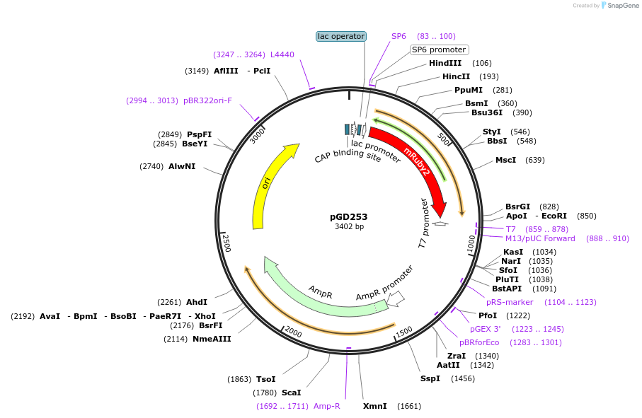 132374-plasmid-map-sequence-id-258691