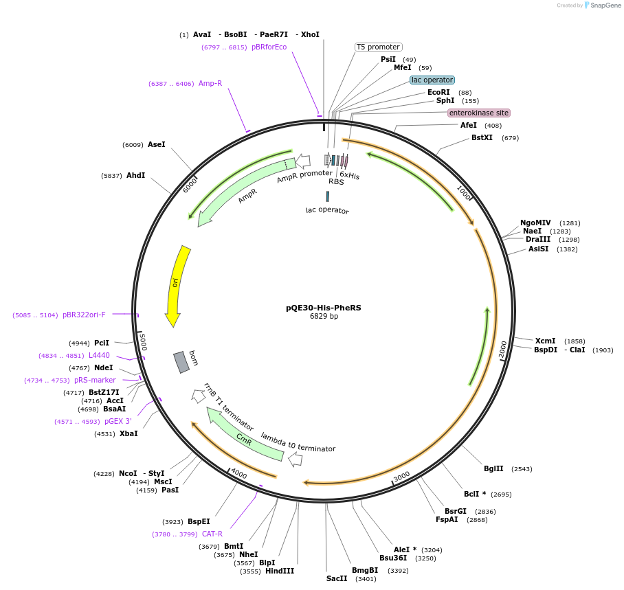 124116-plasmid-map-sequence-id-258692