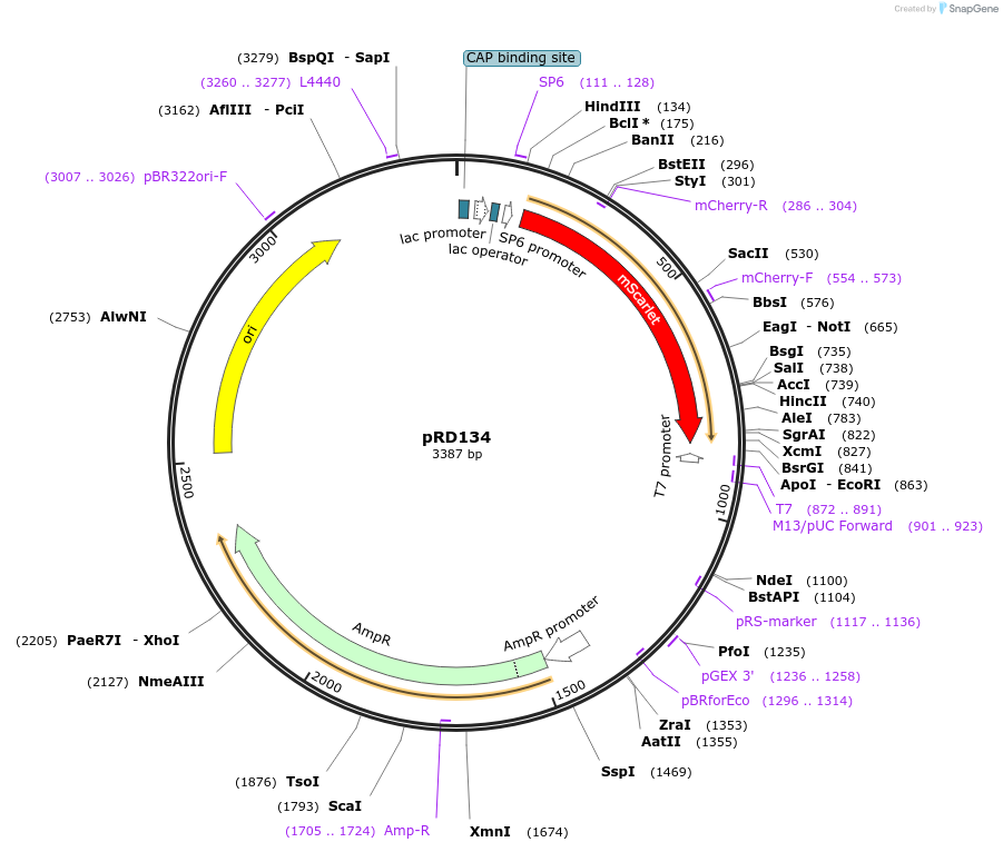 132378-plasmid-map-sequence-id-258693