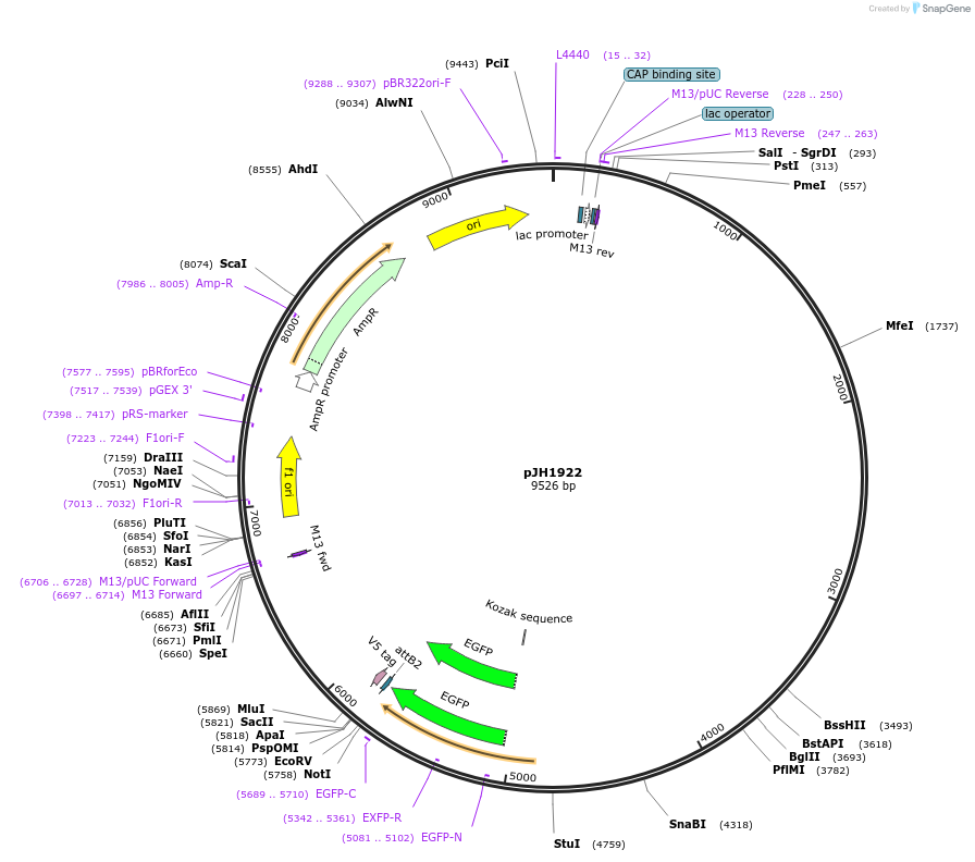 132361-plasmid-map-sequence-id-258694