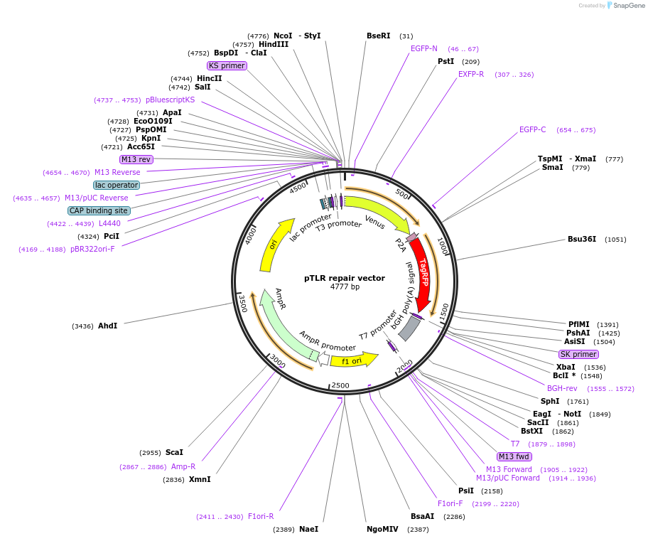 64322-plasmid-map-sequence-id-258698