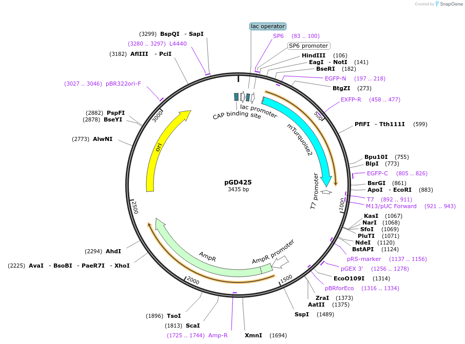 132381-plasmid-map-sequence-id-258699