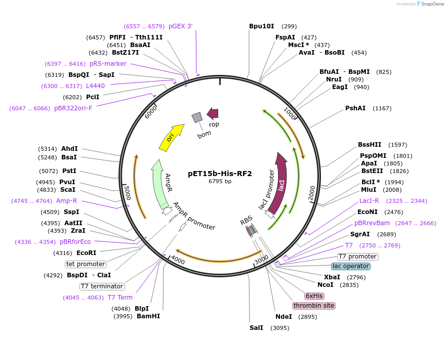 124130-plasmid-map-sequence-id-258701