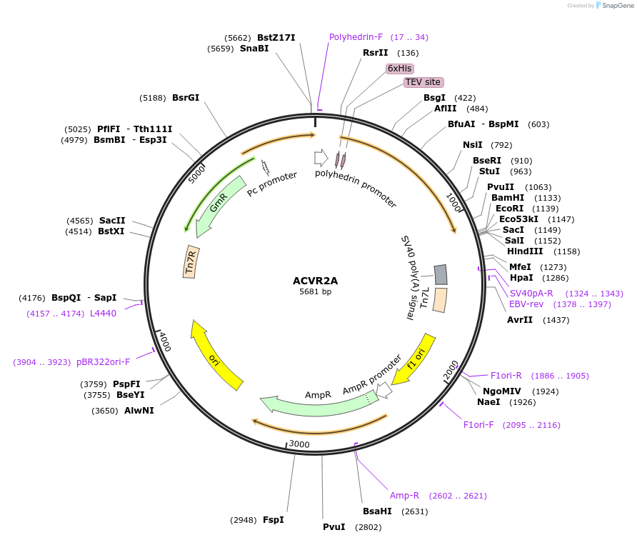 39180-plasmid-map-sequence-id-258703