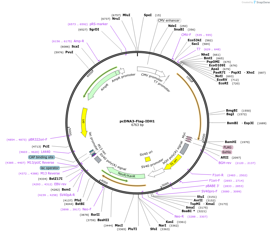 62906-plasmid-map-sequence-id-258704