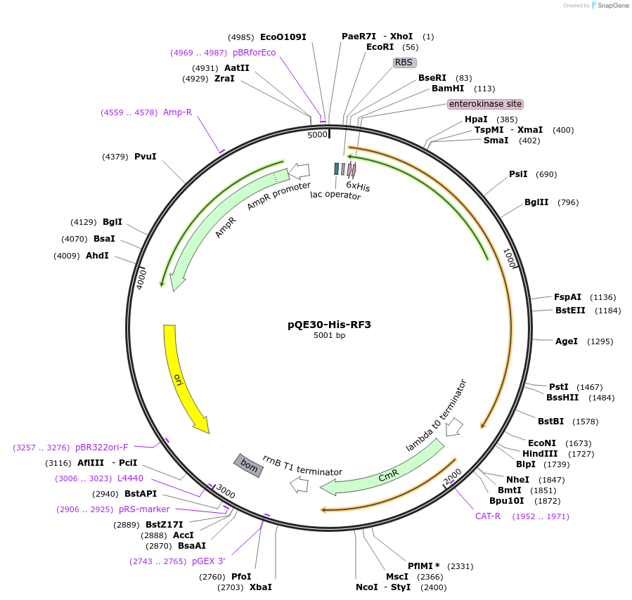 124131-plasmid-map-sequence-id-258706