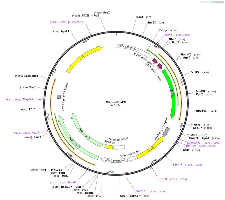 132706-plasmid-map-sequence-id-258713