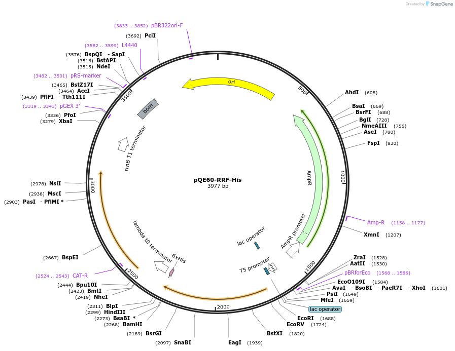 124132-plasmid-map-sequence-id-258714