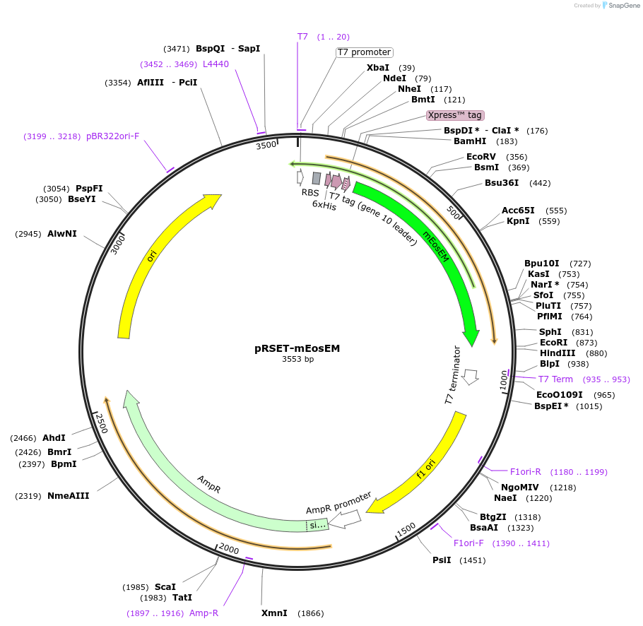 132708-plasmid-map-sequence-id-258715
