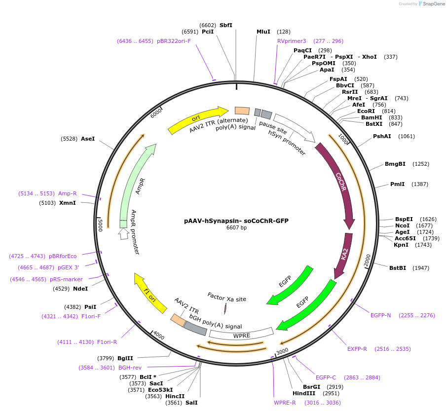 107708-plasmid-map-sequence-id-258722