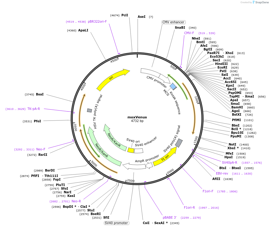 68068-plasmid-map-sequence-id-258727
