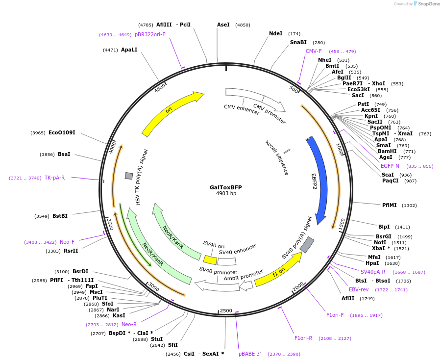 68073-plasmid-map-sequence-id-258728