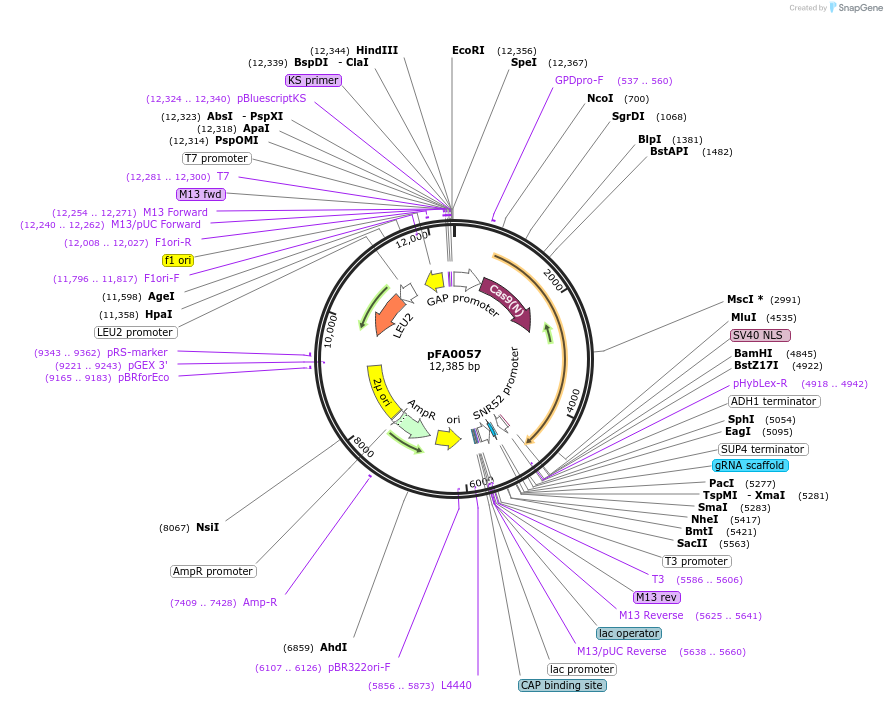 131784-plasmid-map-sequence-id-258729