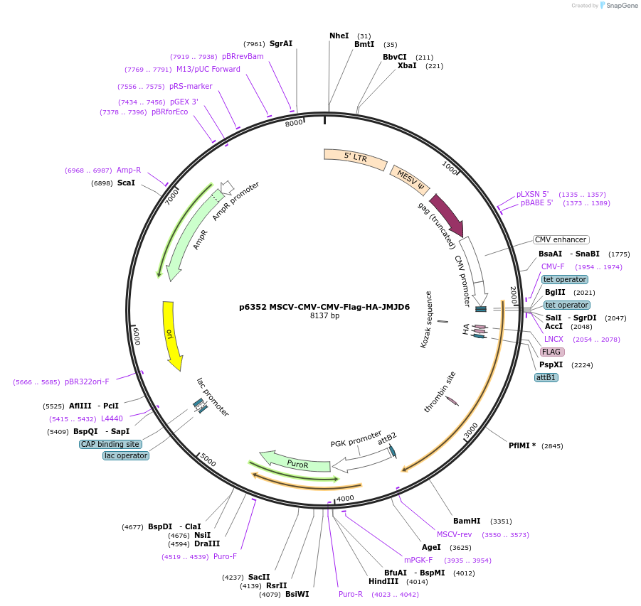 31358-plasmid-map-sequence-id-258766