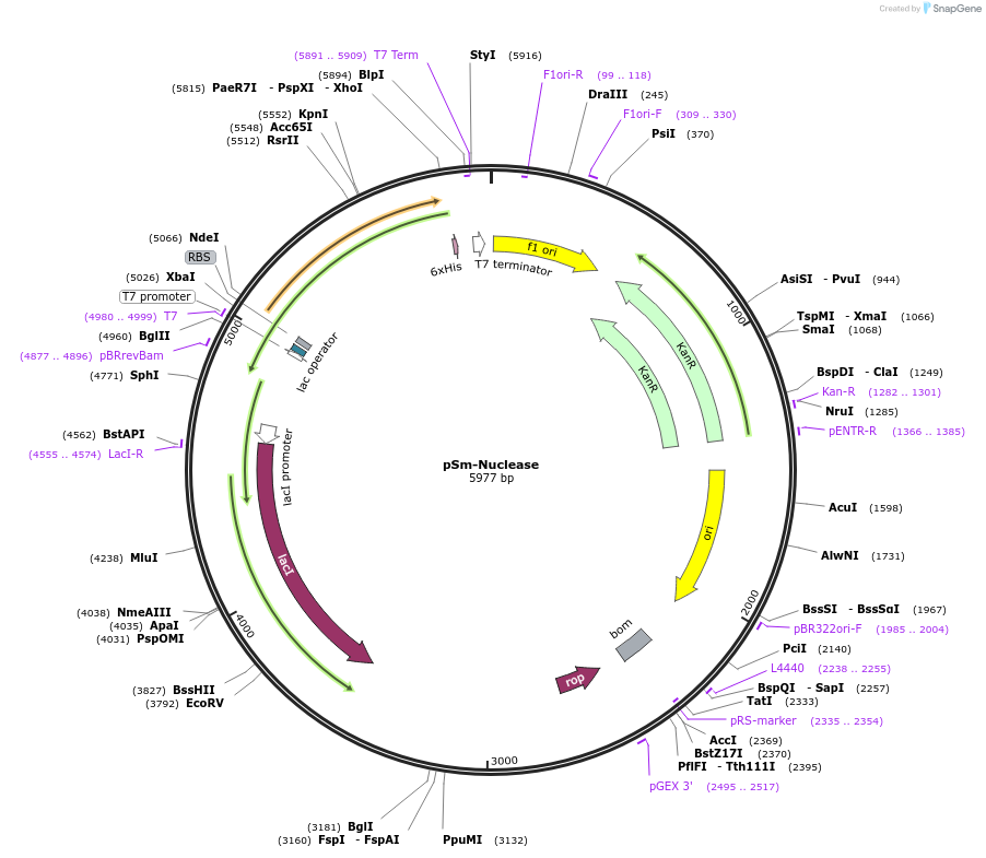 132431-plasmid-map-sequence-id-258770