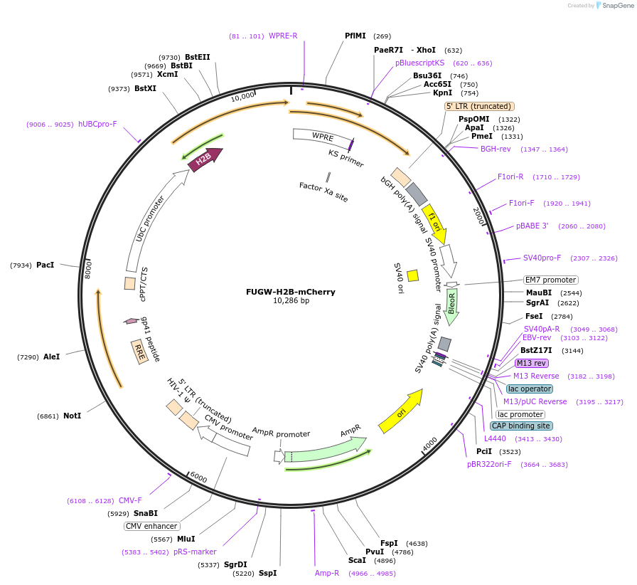 132333-plasmid-map-sequence-id-258771