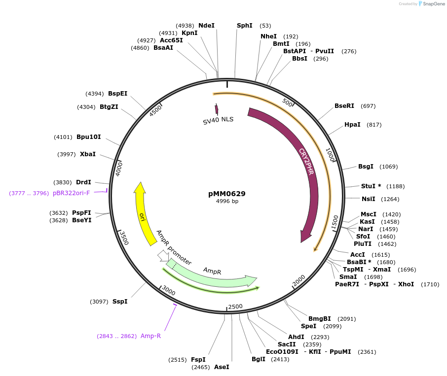 129004-plasmid-map-sequence-id-258780