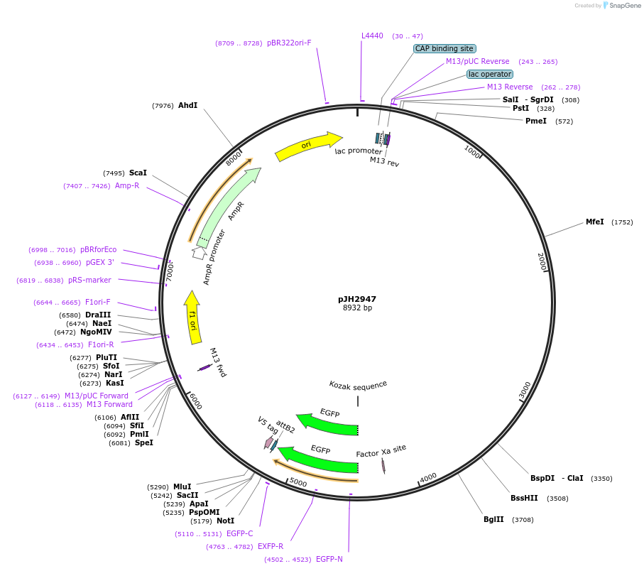 132362-plasmid-map-sequence-id-258783