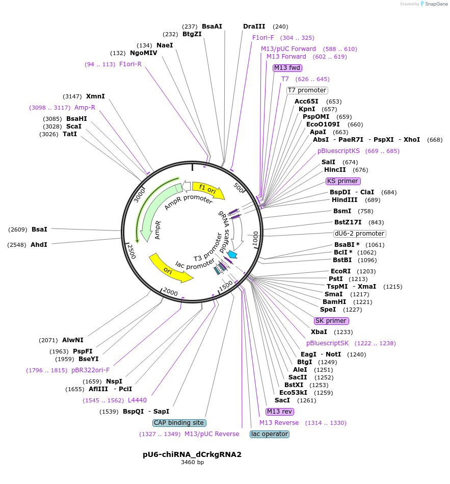 131140-plasmid-map-sequence-id-258784