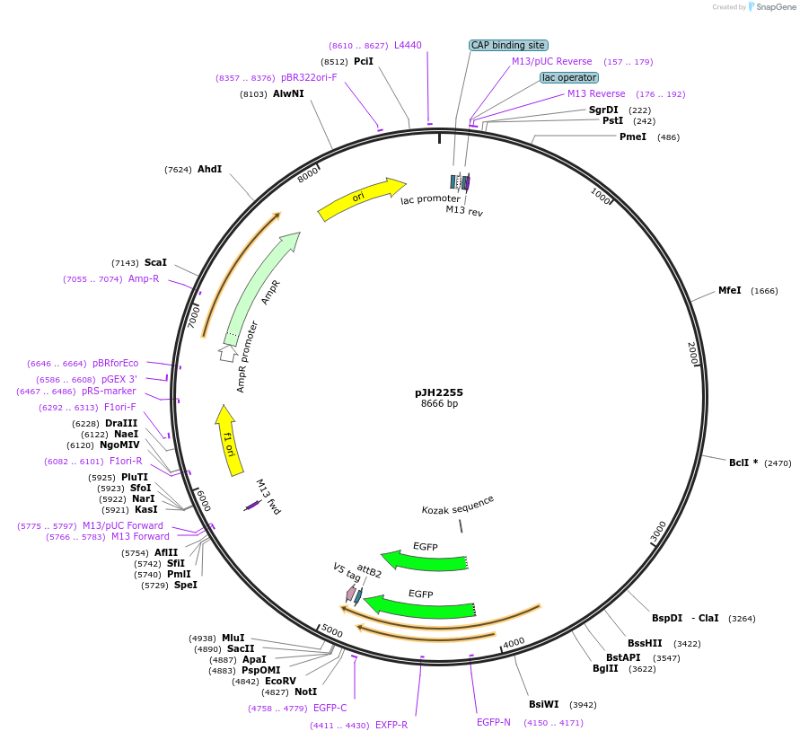 132364-plasmid-map-sequence-id-258787