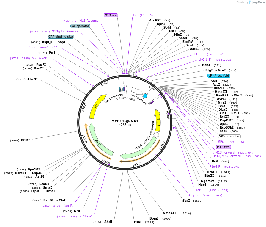 132587-plasmid-map-sequence-id-258809
