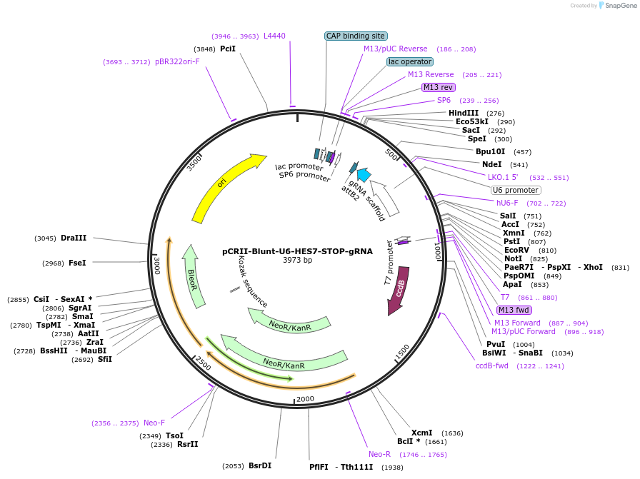 130933-plasmid-map-sequence-id-258819