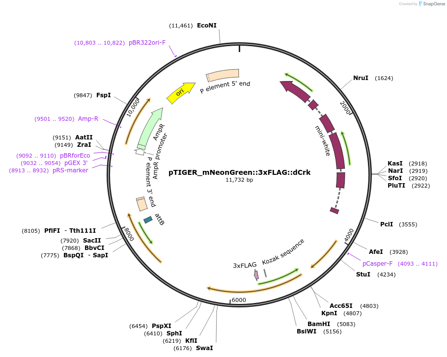 131137-plasmid-map-sequence-id-258861
