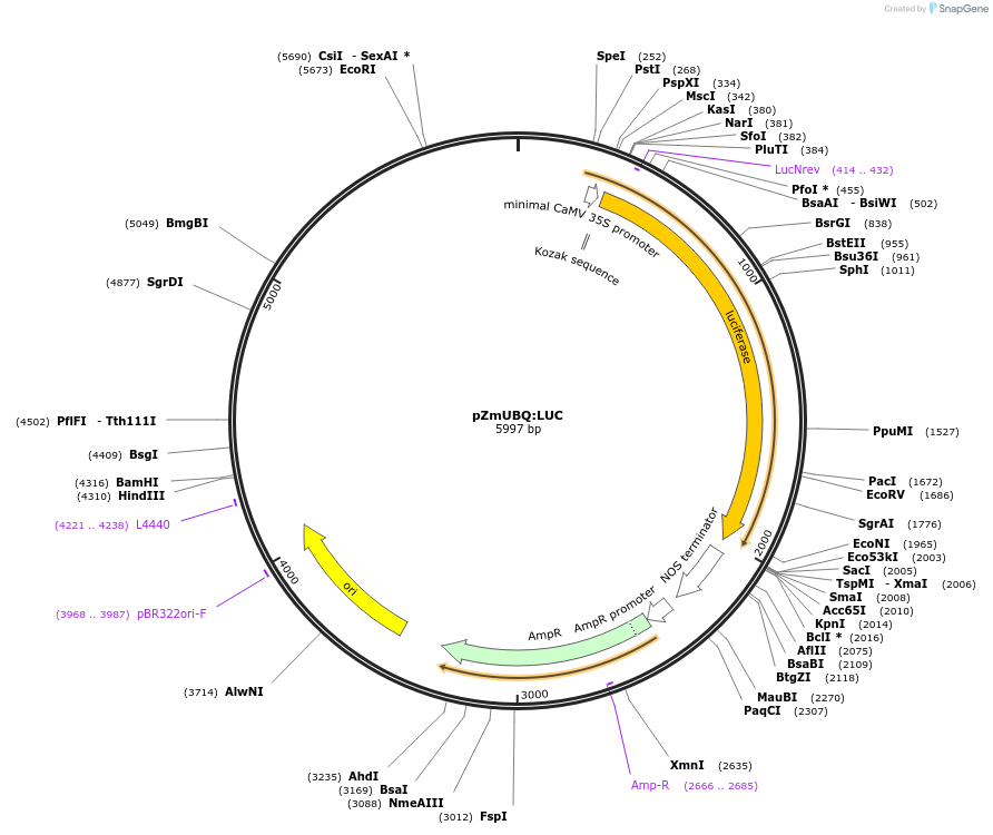 131860-plasmid-map-sequence-id-258863
