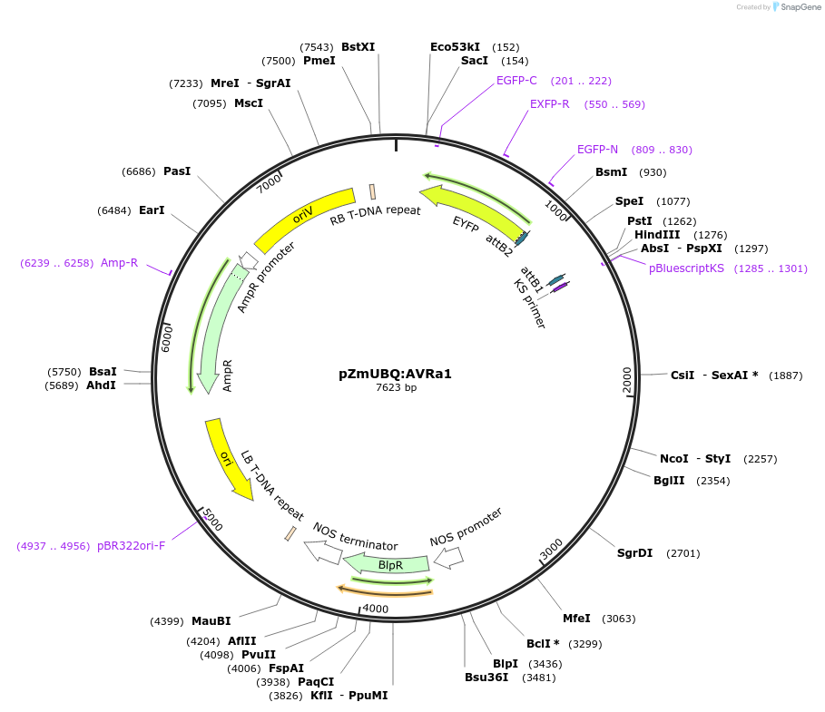 132356-plasmid-map-sequence-id-258865