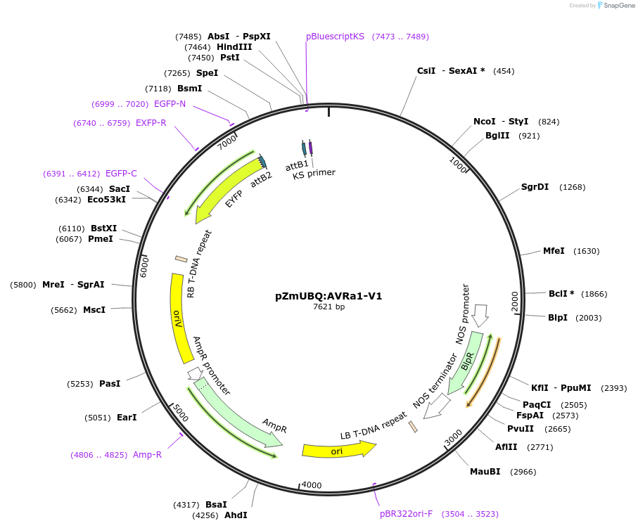 132357-plasmid-map-sequence-id-258868