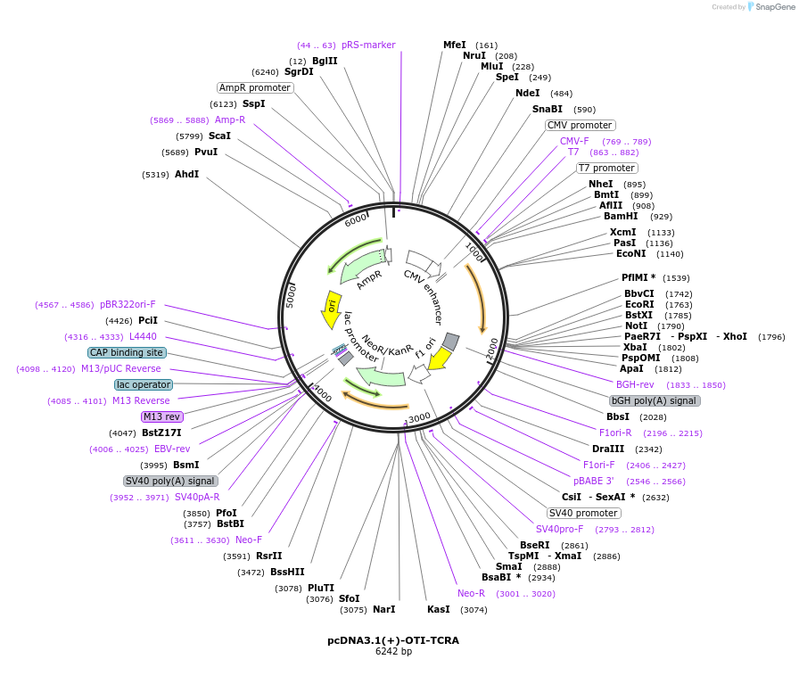 131035-plasmid-map-sequence-id-258887