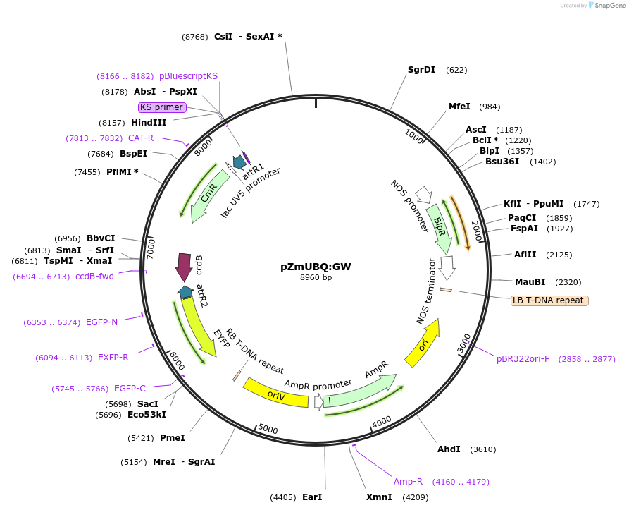 132358-plasmid-map-sequence-id-258909