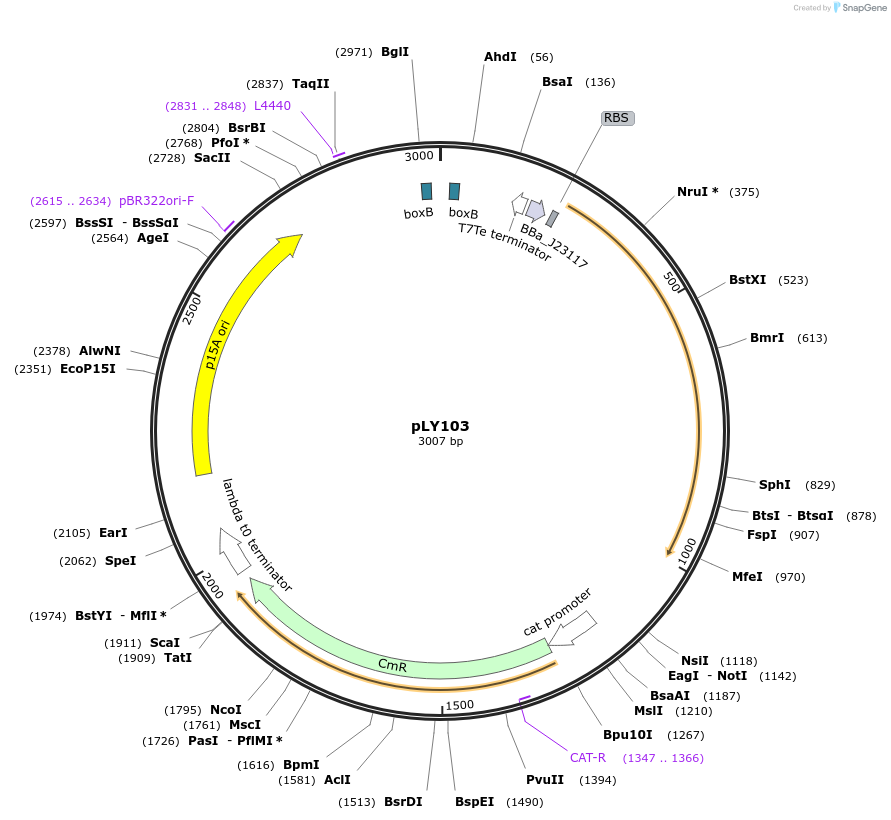 130937-plasmid-map-sequence-id-258923