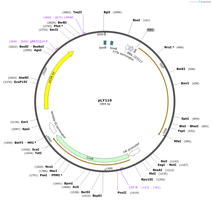 130940-plasmid-map-sequence-id-258926
